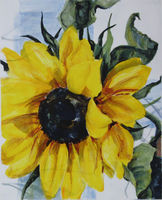 Sonnenblume Aufsicht, Farblithografie, 42 x 34 cm